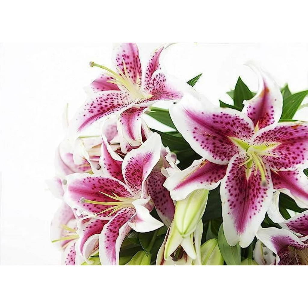 Fresh Lilies at Walmart